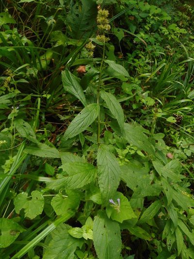 Nepeta manchuriensis, photographed by Eugene Popov