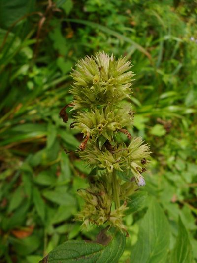 Nepeta manchuriensis, photographed by Eugene Popov