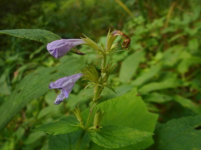 Nepeta manchuriensis, photographed by Eugene Popov
