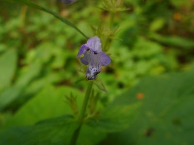 Nepeta manchuriensis, photographed by Eugene Popov