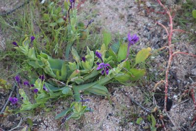 Lapeirousia jacquinii, photographed by Tony Rebelo