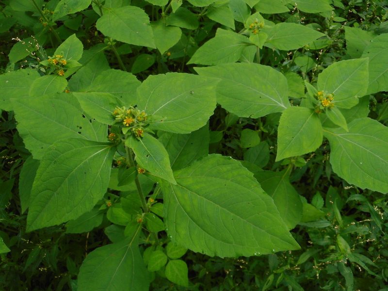 Sigesbeckia pubescens, photographed by Eugene Popov