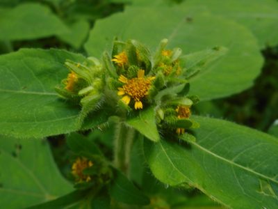 Sigesbeckia pubescens, photographed by Eugene Popov