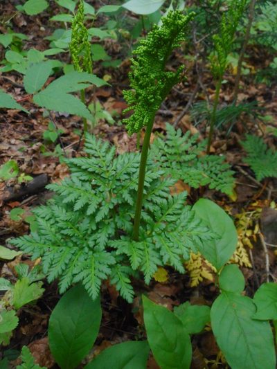 Sceptridium robustum, photographed by Eugene Popov
