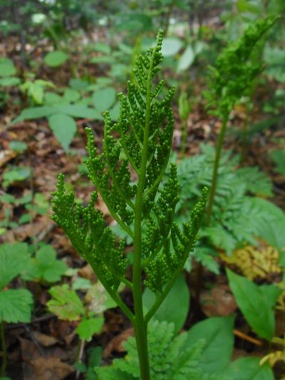 Sceptridium robustum, photographed by Eugene Popov