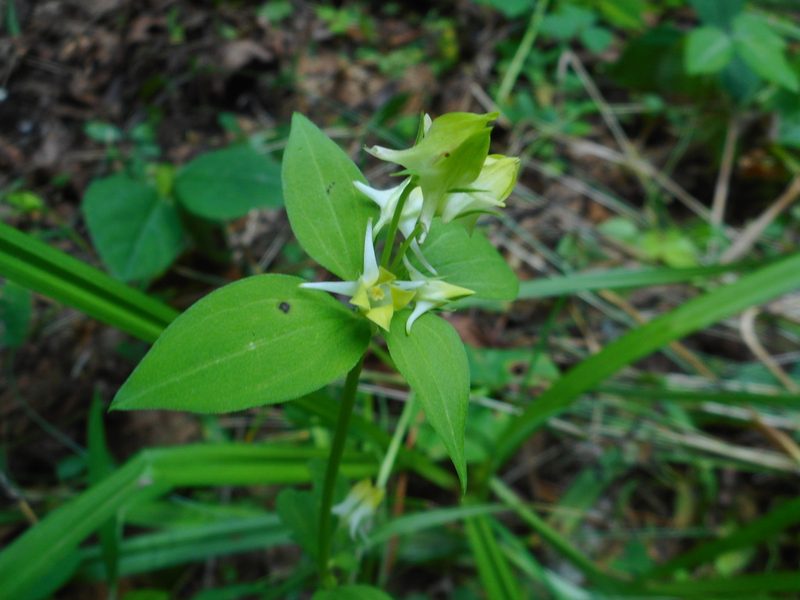 Halenia corniculata, photographed by Eugene Popov