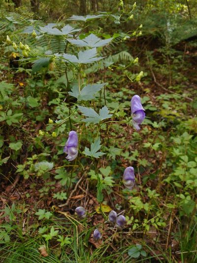 Aconitum sczukinii, photographed by Eugene Popov
