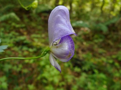 Aconitum sczukinii, photographed by Eugene Popov