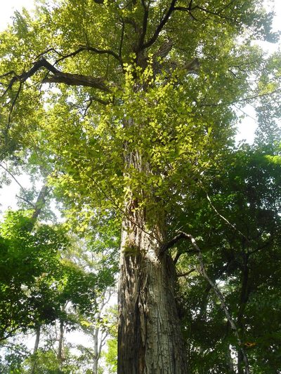 Populus suaveolens, photographed by Eugene Popov