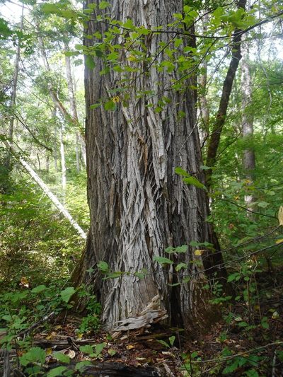 Populus suaveolens, photographed by Eugene Popov
