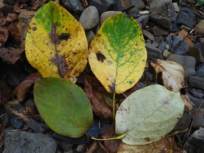 Populus suaveolens, photographed by Eugene Popov