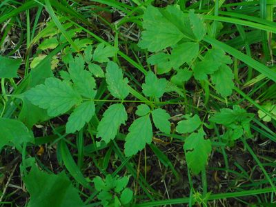Actaea simplex, photographed by Eugene Popov