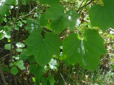 Dioscorea nipponica, photographed by Eugene Popov