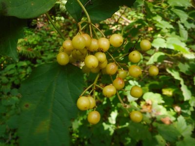 Viburnum sargentii, photographed by Eugene Popov