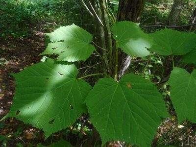 Acer tegmentosum, photographed by Eugene Popov