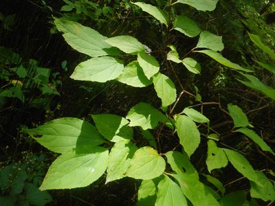 Philadelphus tenuifolius, photographed by Eugene Popov