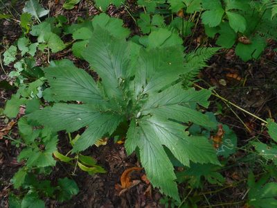 Filipendula digitata, photographed by Eugene Popov