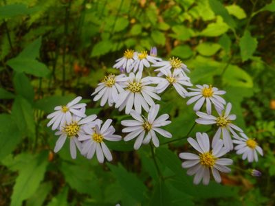 Aster ageratoides, photographed by Eugene Popov