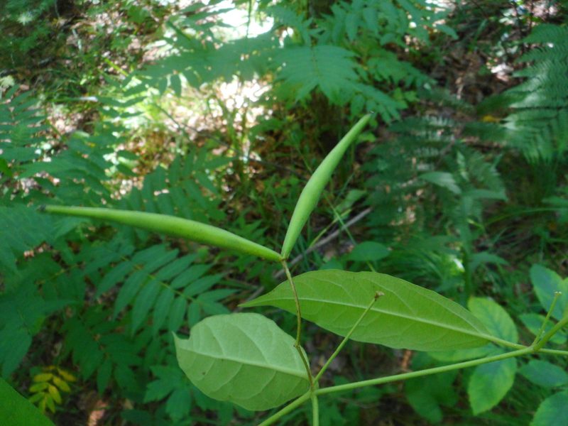 Vincetoxicum acuminatifolium, photographed by Eugene Popov