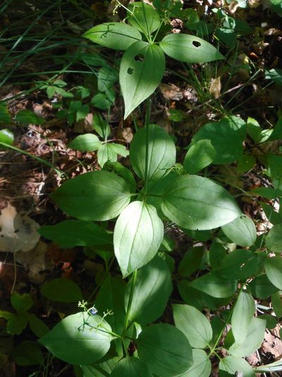 Rubia chinensis, photographed by Eugene Popov
