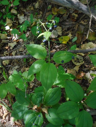 Rubia chinensis, photographed by Eugene Popov