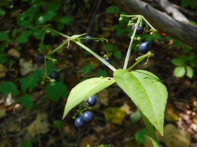 Rubia chinensis, photographed by Eugene Popov