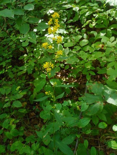 Solidago pacifica, photographed by Eugene Popov