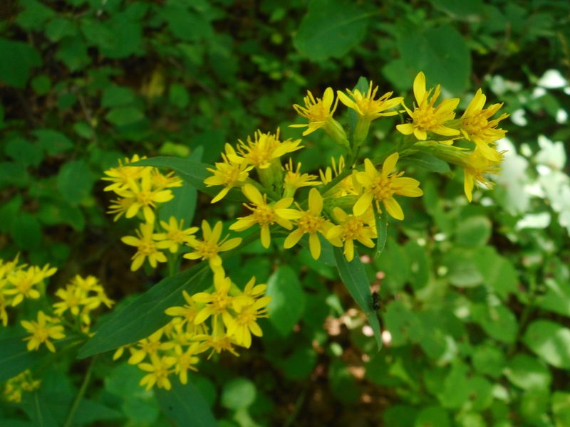 Solidago pacifica, photographed by Eugene Popov