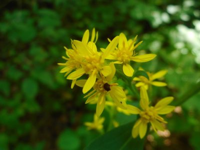 Solidago pacifica, photographed by Eugene Popov