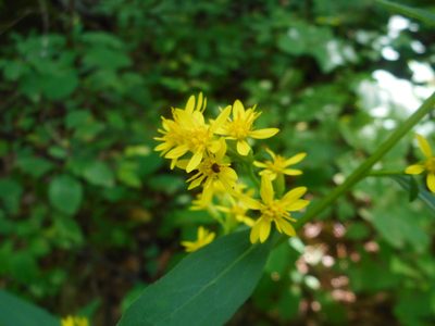 Solidago pacifica, photographed by Eugene Popov