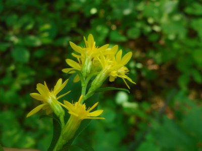 Solidago pacifica, photographed by Eugene Popov
