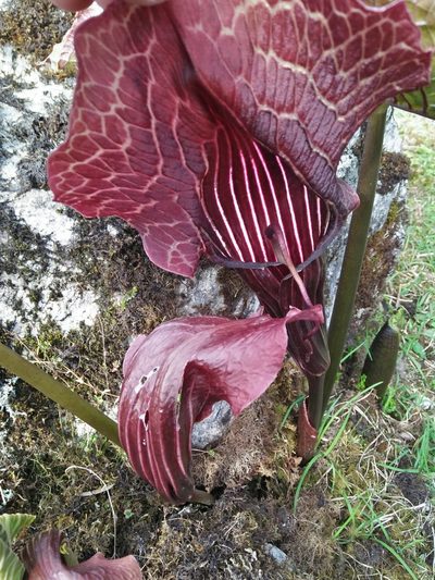Arisaema griffithii, photographed by Sandipan Das