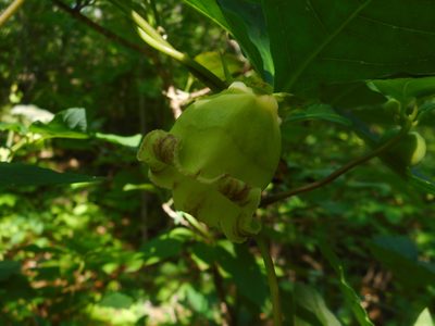 Codonopsis lanceolata, photographed by Eugene Popov