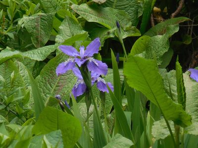 Iris tectorum, photographed by Sandipan Das