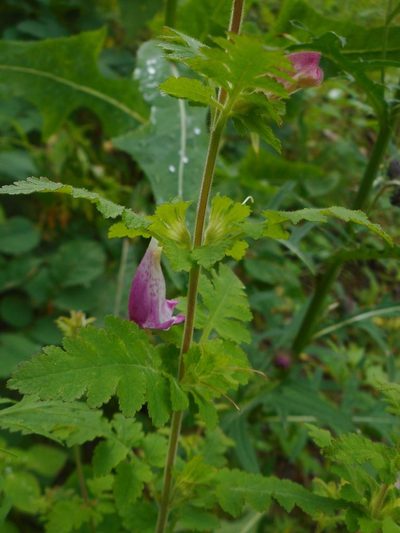 Phtheirospermum japonicum, photographed by Eugene Popov