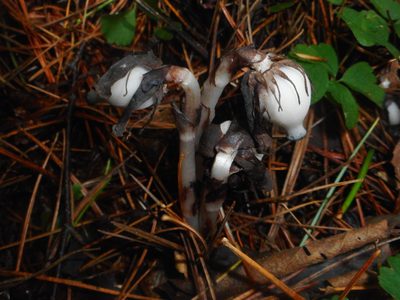 Monotropastrum humile, photographed by Eugene Popov