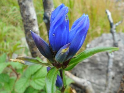 Gentiana triflora, photographed by Eugene Popov