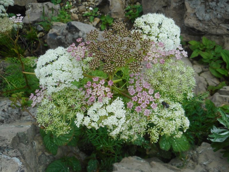 Peucedanum coreanum, photographed by Eugene Popov