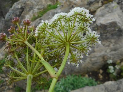 Peucedanum coreanum, photographed by Eugene Popov