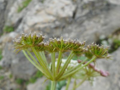 Peucedanum coreanum, photographed by Eugene Popov