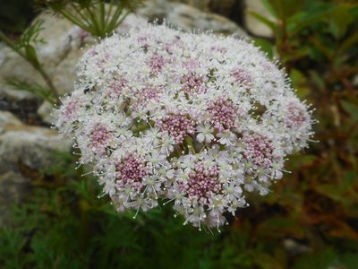 Peucedanum coreanum, photographed by Eugene Popov
