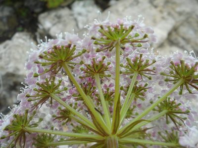 Peucedanum coreanum, photographed by Eugene Popov