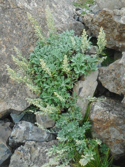 Artemisia lagocephala, photographed by Eugene Popov
