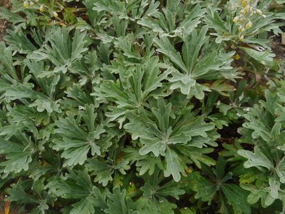 Artemisia lagocephala, photographed by Eugene Popov