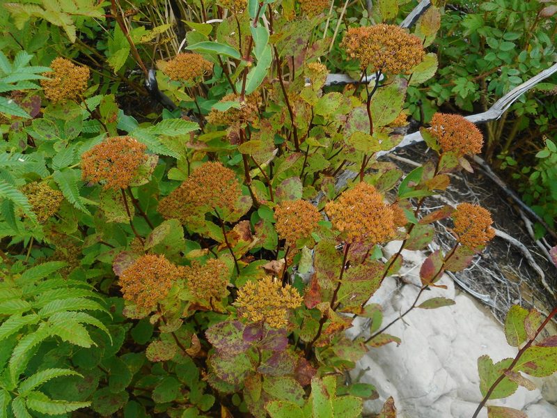 Spiraea betulifolia, photographed by Eugene Popov