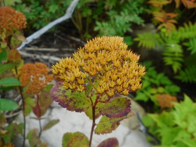 Spiraea betulifolia, photographed by Eugene Popov