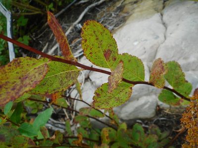 Spiraea betulifolia, photographed by Eugene Popov