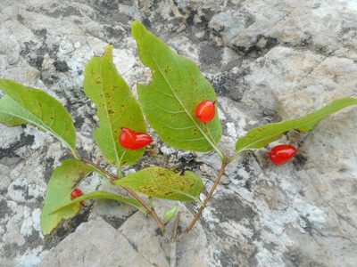 Lonicera maximowiczii, photographed by Eugene Popov