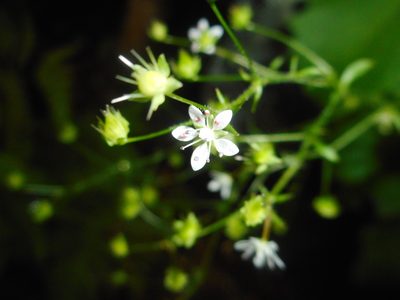 Micranthes oblongifolia, photographed by Eugene Popov