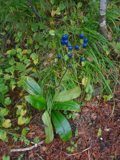 Clintonia udensis, photographed by Eugene Popov